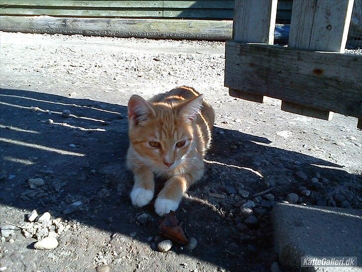 Huskat Tøsen R.I.P billede 3