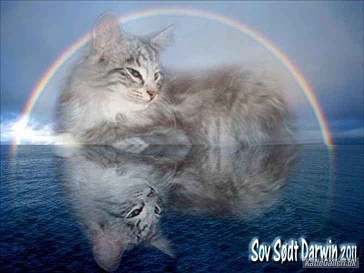 Norsk Skovkat †Darwin von der Bohlkate† billede 1