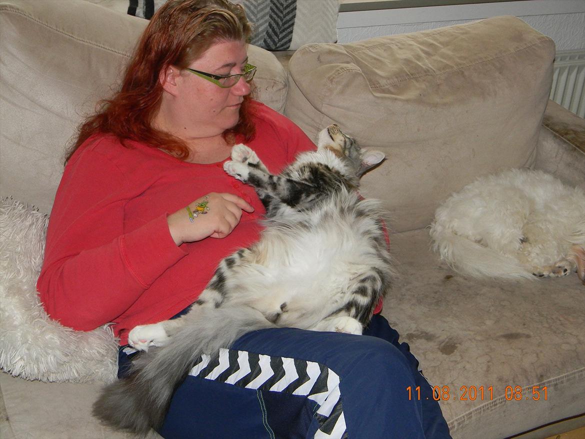 Norsk Skovkat †Darwin von der Bohlkate† billede 4