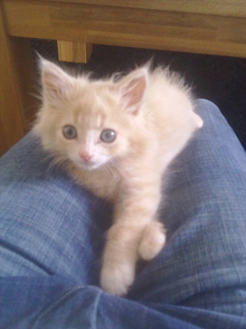 Huskat Bimse billede 1