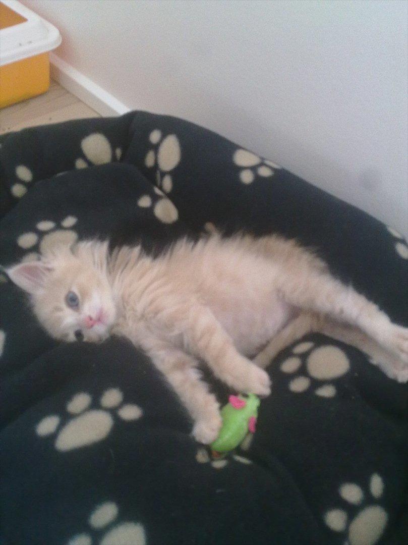 Huskat Bimse billede 2