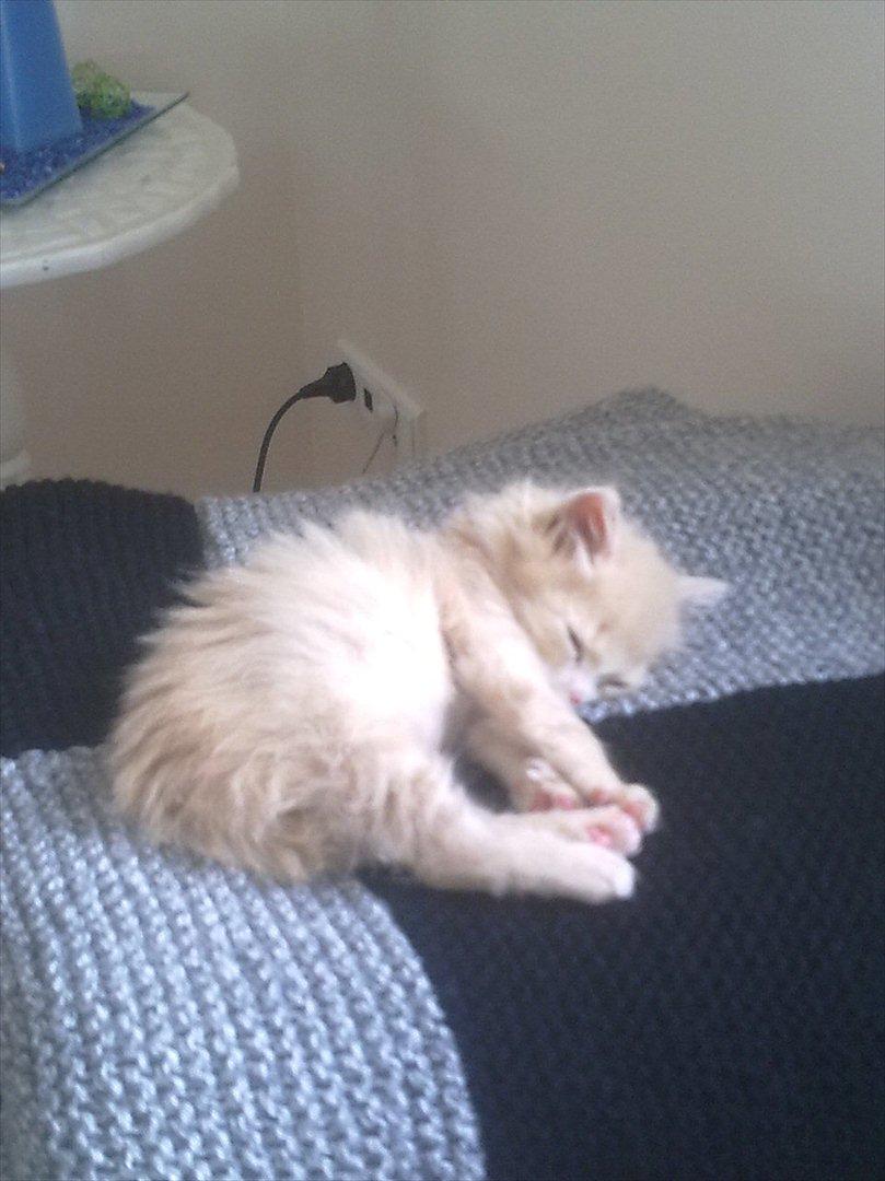 Huskat Bimse billede 3