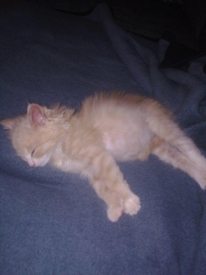 Huskat Bimse billede 4