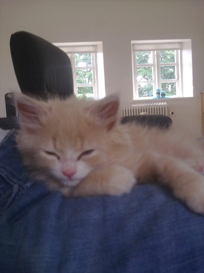 Huskat Bimse billede 5