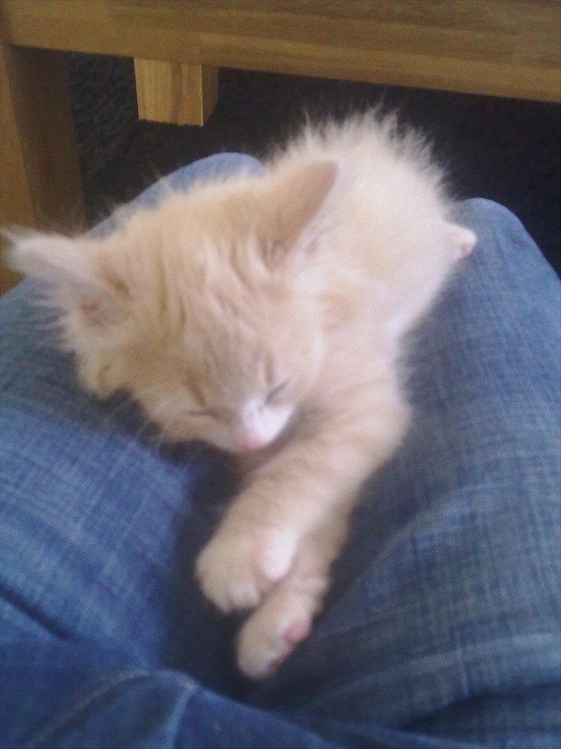 Huskat Bimse billede 6