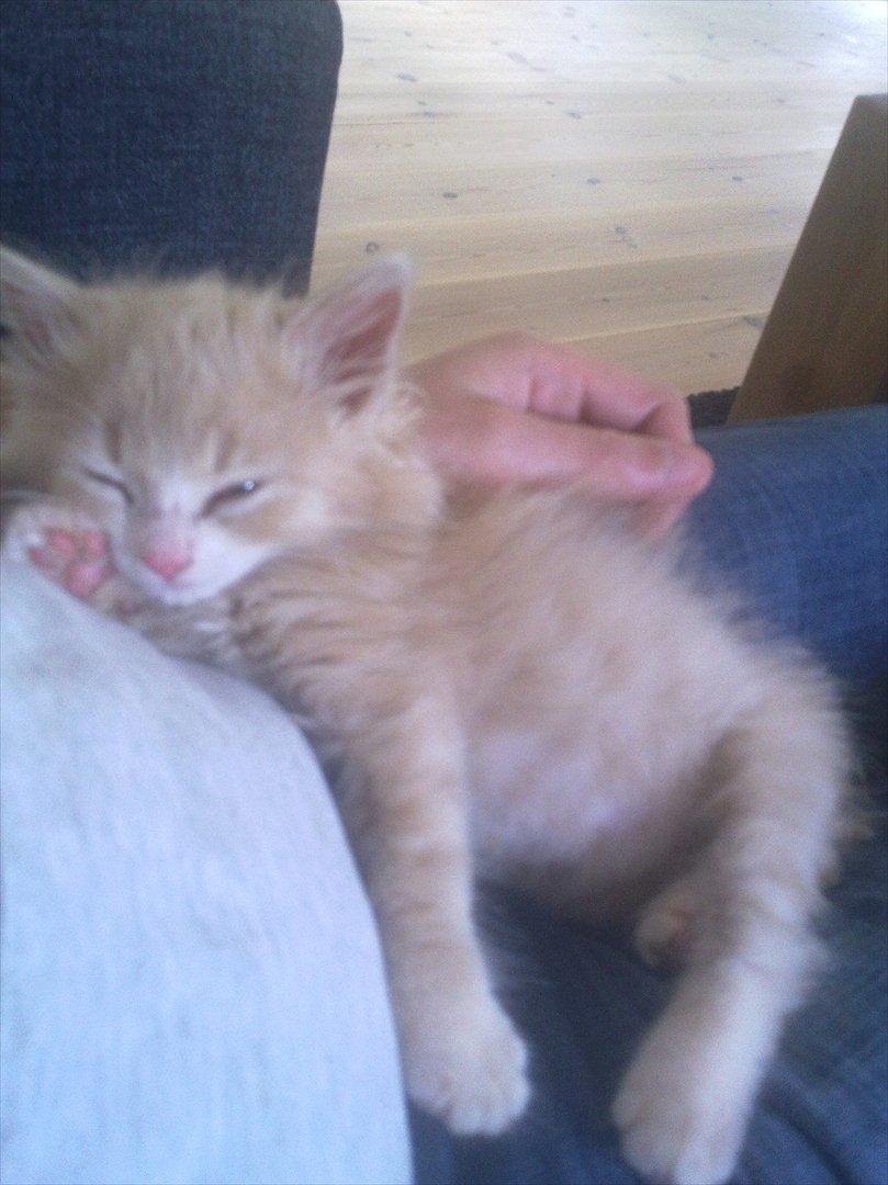 Huskat Bimse billede 7