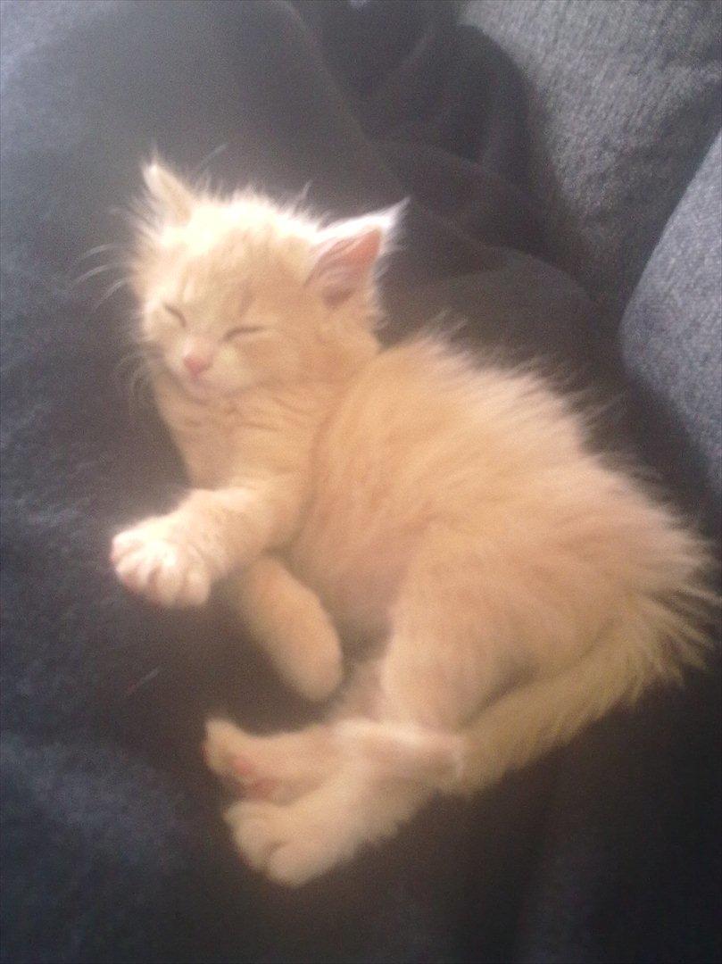 Huskat Bimse billede 8