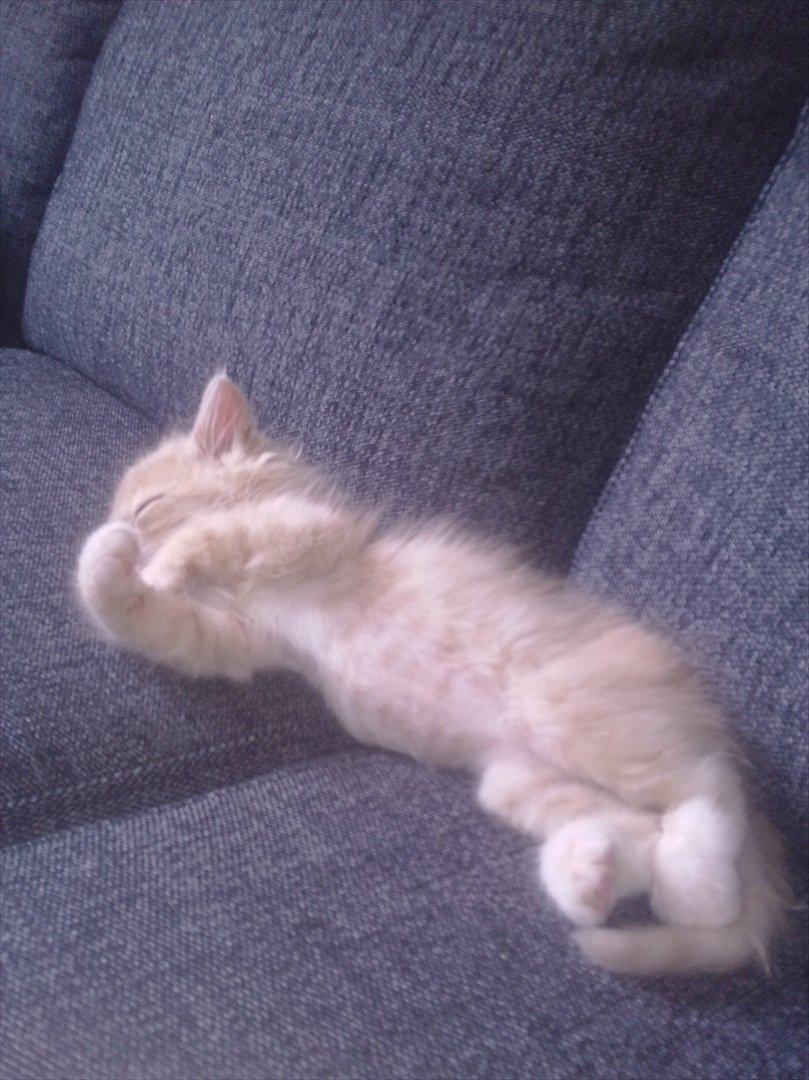 Huskat Bimse billede 9