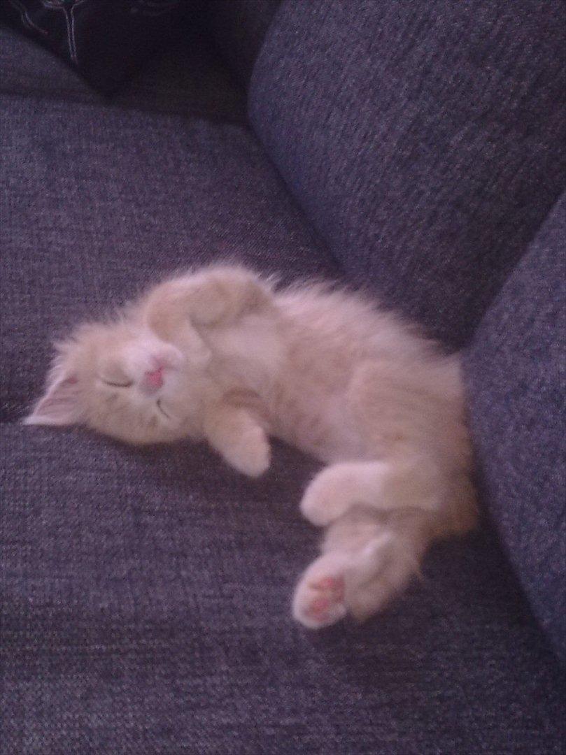 Huskat Bimse billede 10