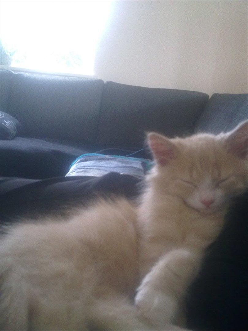 Huskat Bimse billede 11