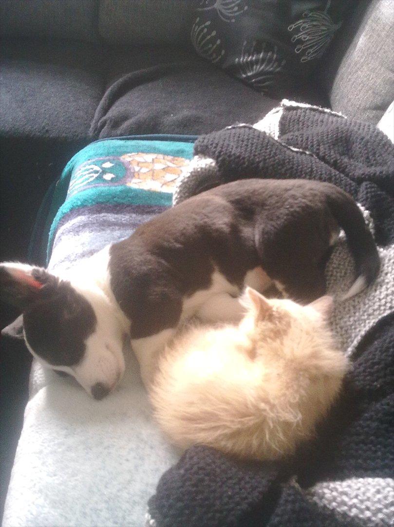 Huskat Bimse billede 12