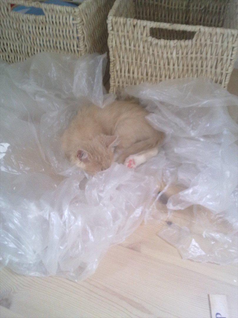 Huskat Bimse billede 13