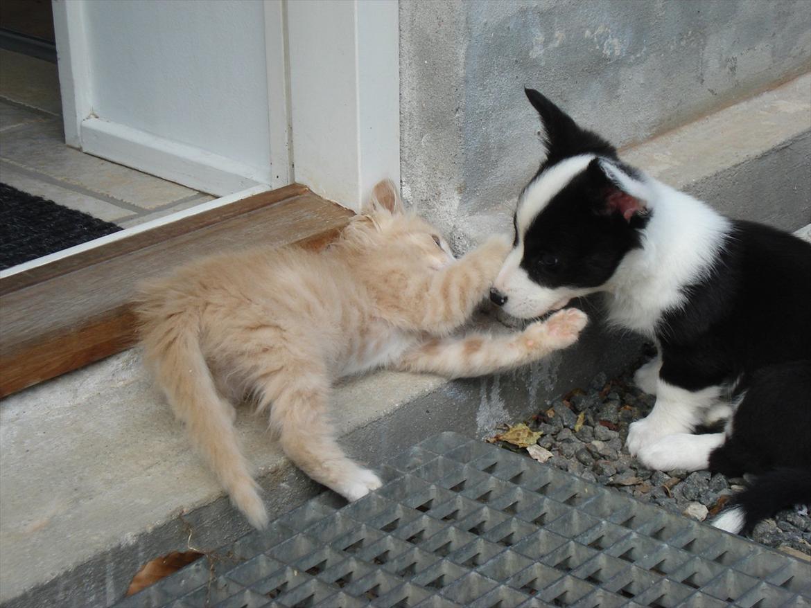 Huskat Bimse billede 14