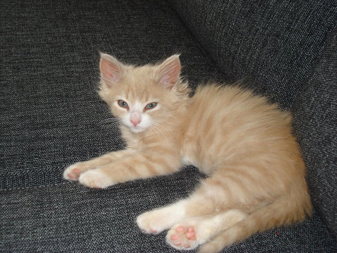 Huskat Bimse billede 15