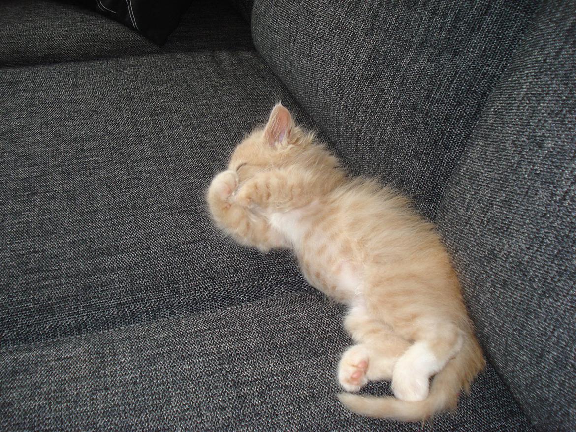 Huskat Bimse billede 16