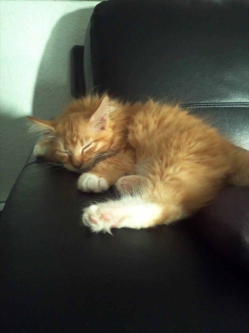 Maine Coon Neli - Sofahygge :) billede 1