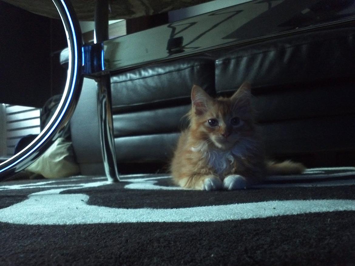 Maine Coon Neli - Ulvetime.. billede 2