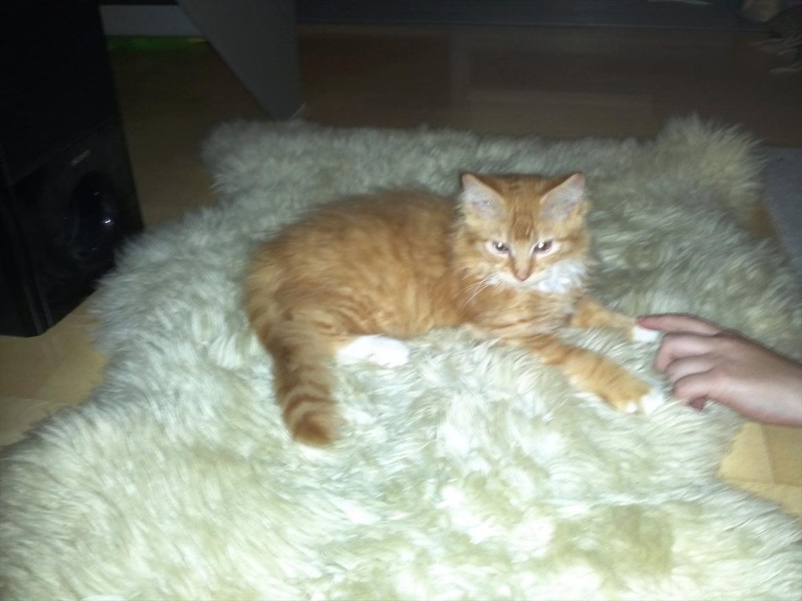 Maine Coon Neli billede 3