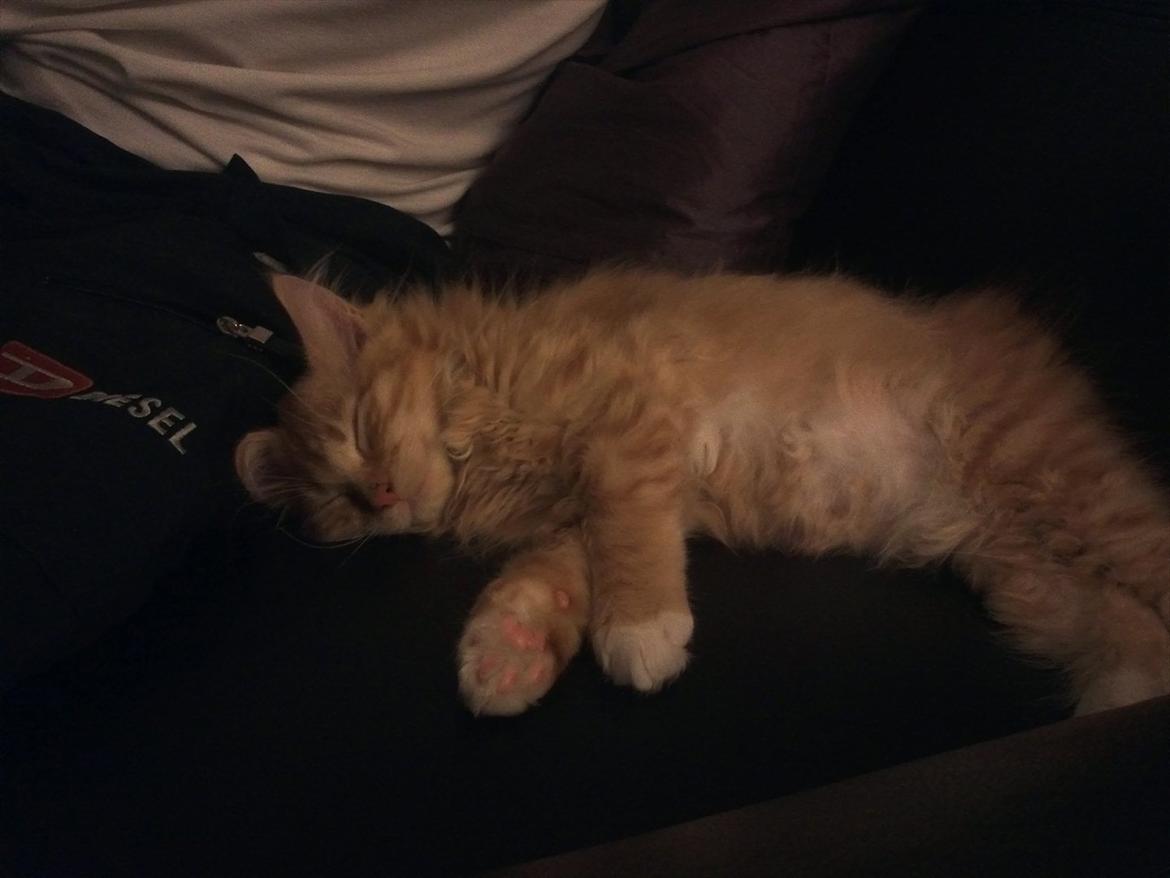 Maine Coon Neli billede 4