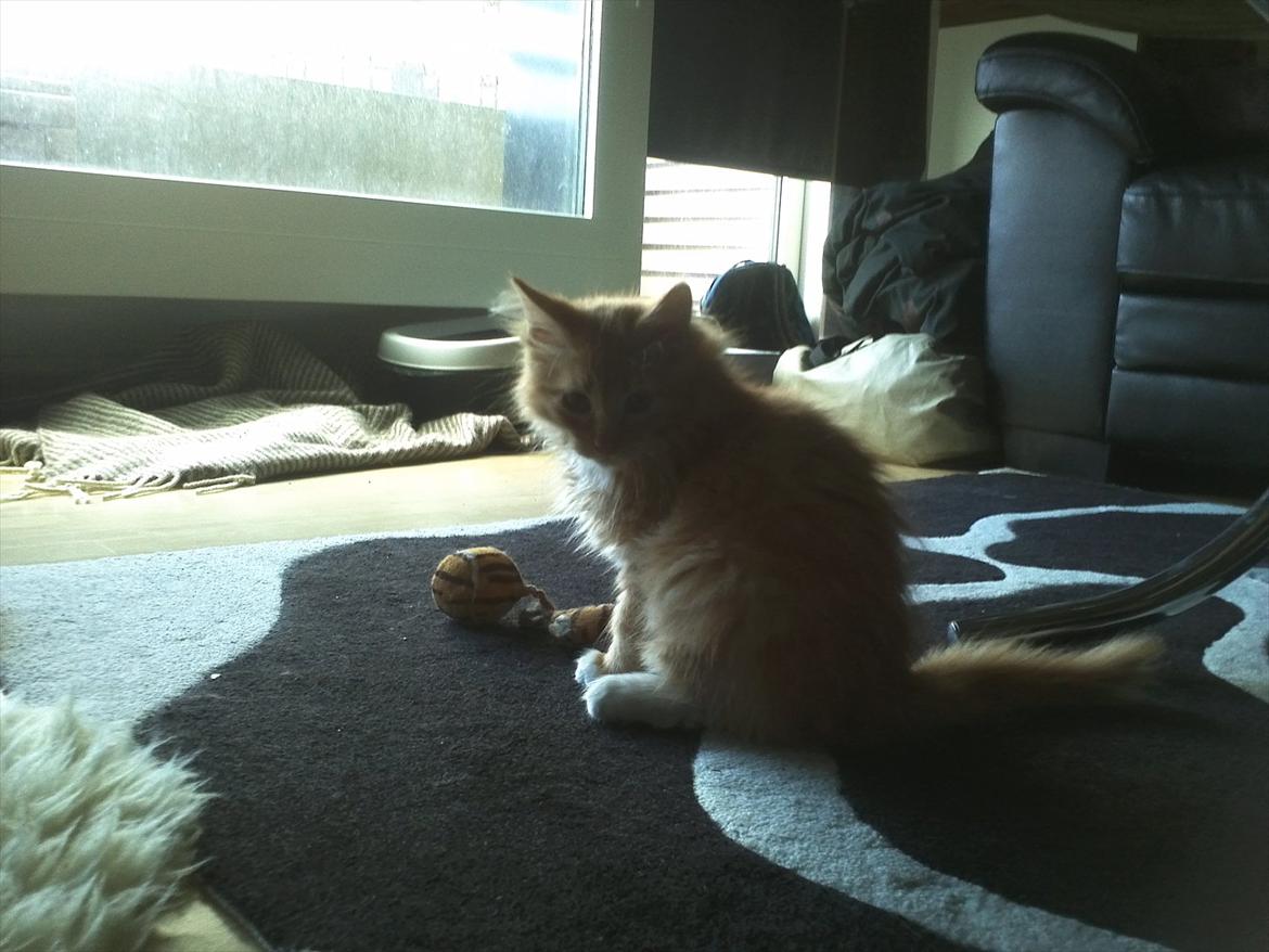 Maine Coon Neli - Lige kommet hjem.. Kan vist ikke helt forstå det.. :) billede 5