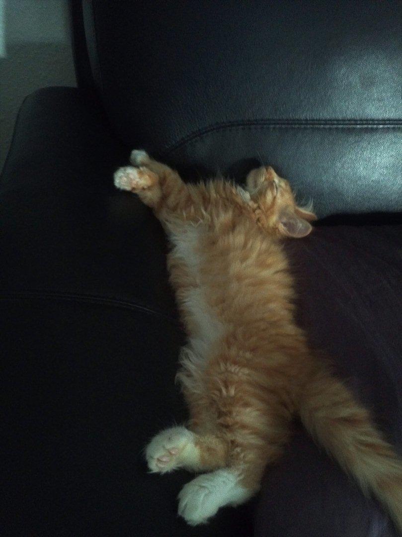 Maine Coon Neli - Kattens hjørne.. :) billede 6