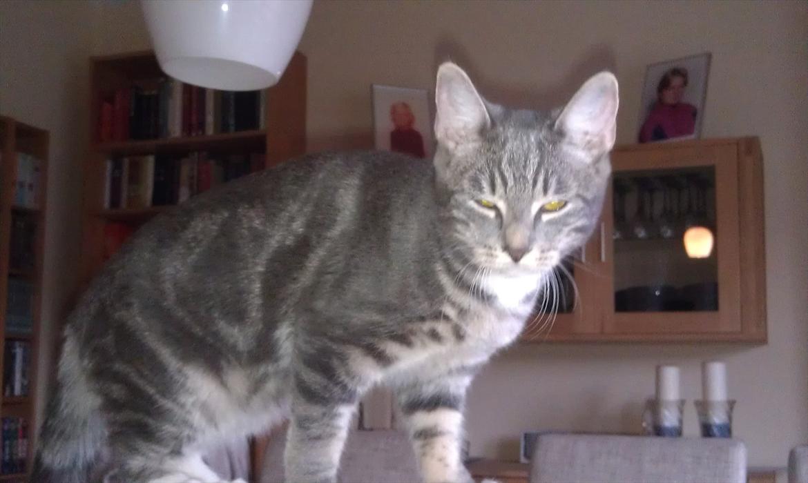 Huskat Nala - nala billede 1