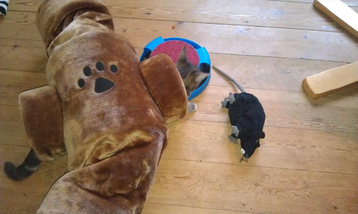 Huskat Nala - leger med tundel billede 2