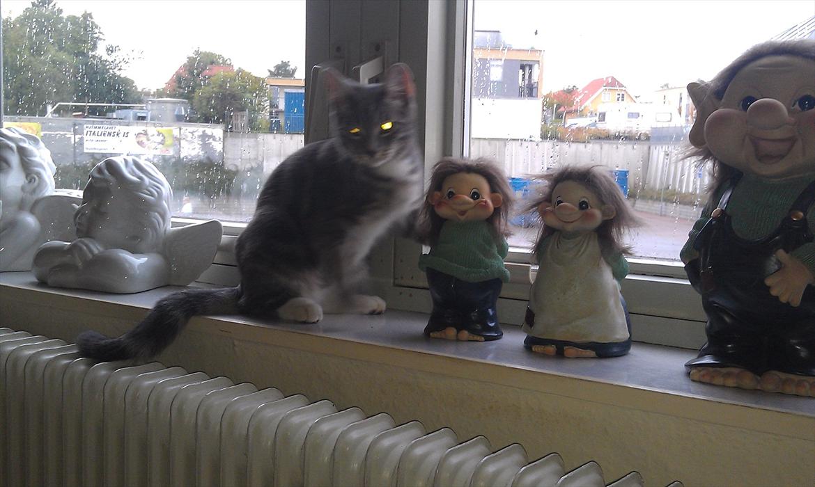 Huskat Nala - i vindueskarmen billede 3