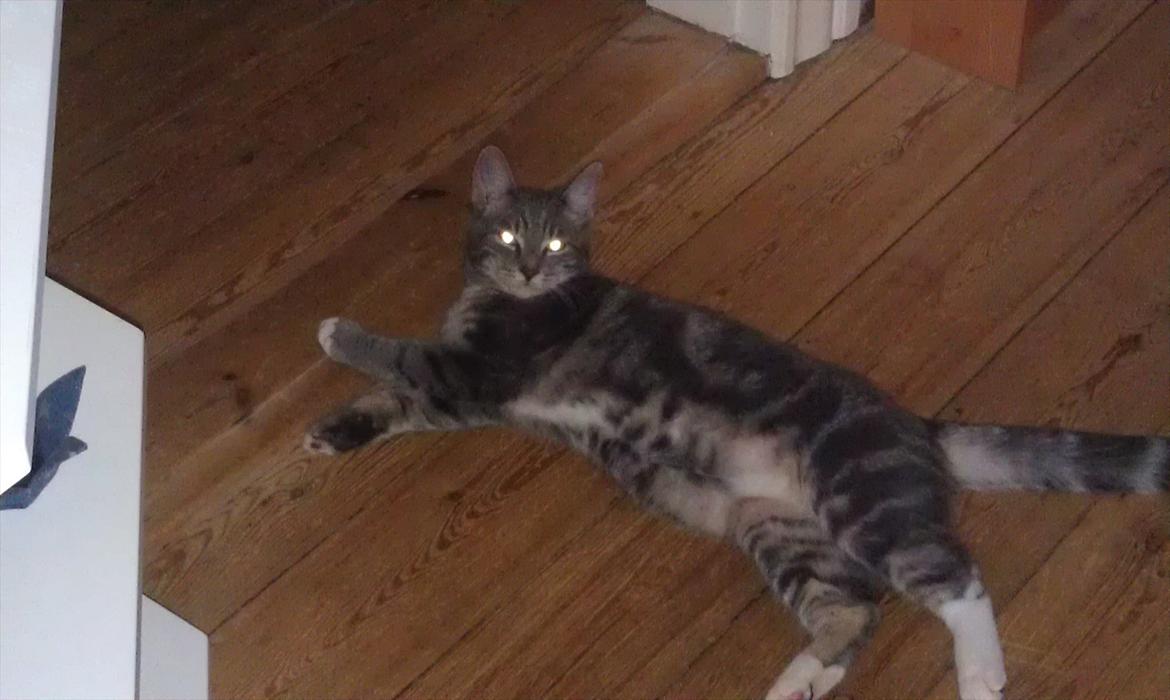 Huskat Nala - slapper af billede 4