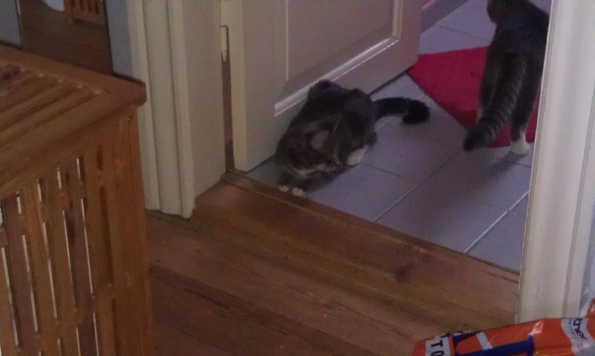 Huskat Nala - viler på badværelset billede 5