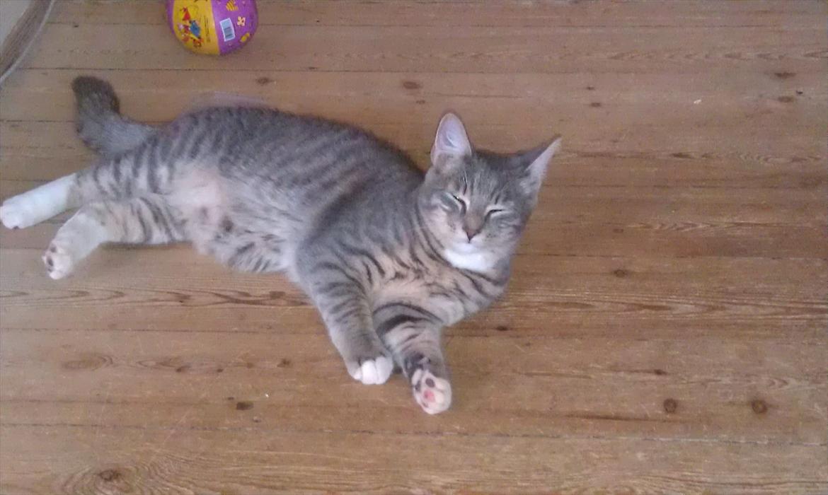 Huskat Aslan - Aslan billede 2