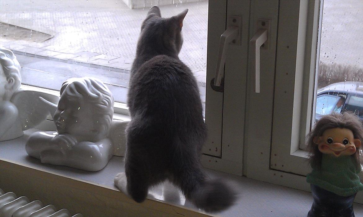 Huskat Aslan - holder øje med folk på gaden billede 4