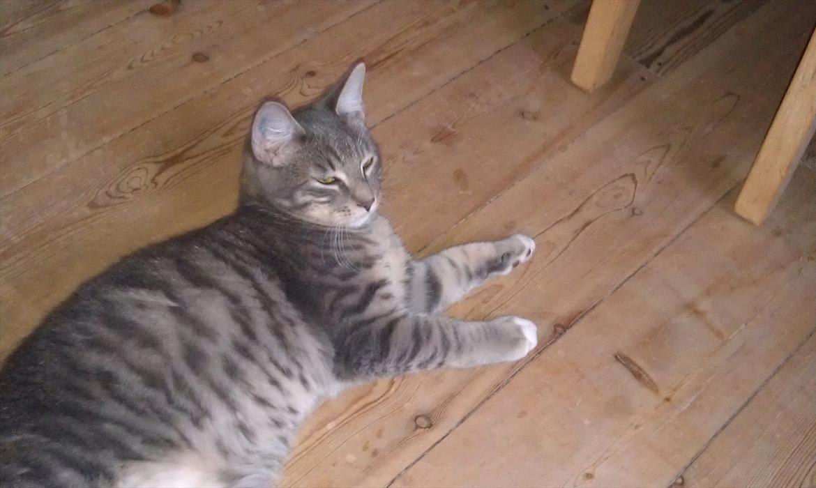 Huskat Aslan - hviler billede 5