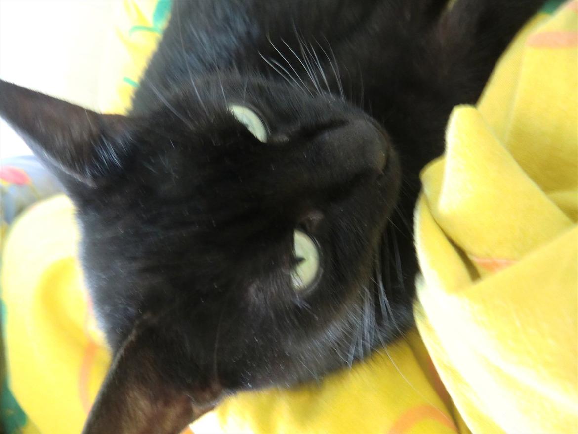 Huskat Tiger billede 1