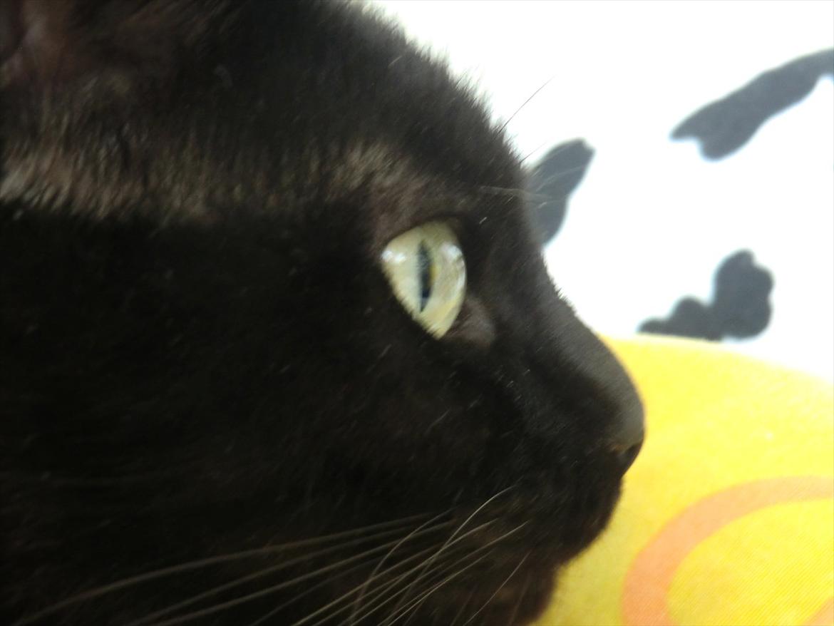 Huskat Tiger billede 2