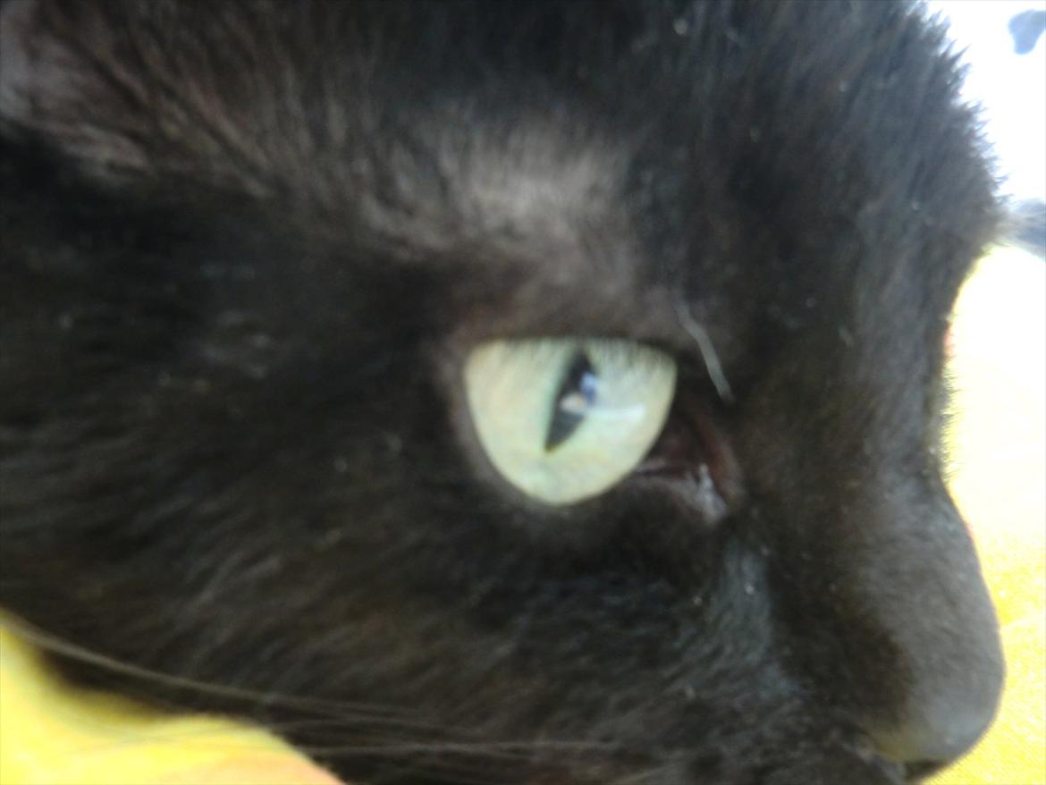 Huskat Tiger billede 3