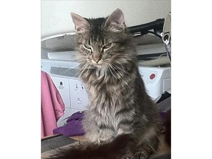 {{currentPhoto.altText}} billede {{currentPhoto.number}}