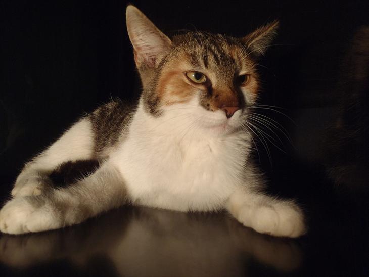 {{currentPhoto.altText}} billede {{currentPhoto.number}}