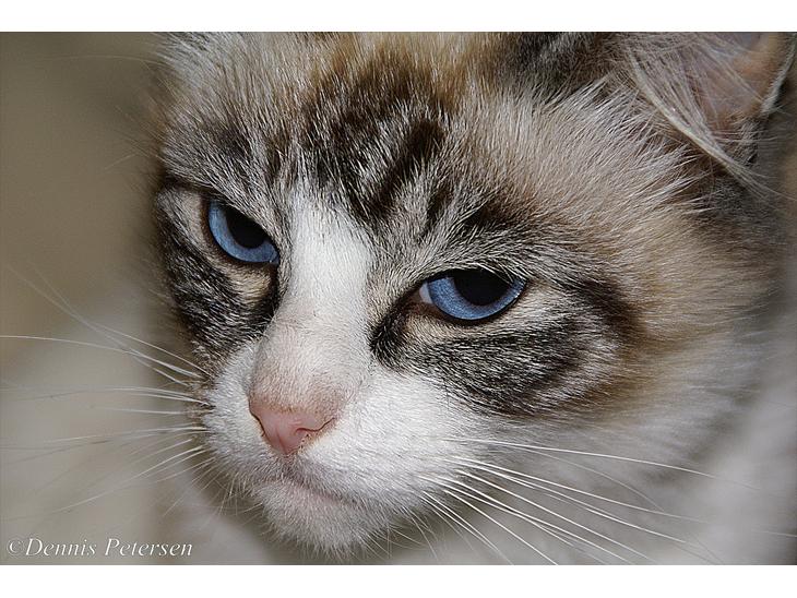Blanding af racer Hellig Birma/ Ragdoll Chili billede 1