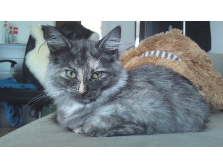 Sibirisk Kat LZ Tvoislava / Chewie billede 1