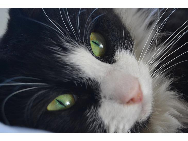 {{currentPhoto.altText}} billede {{currentPhoto.number}}