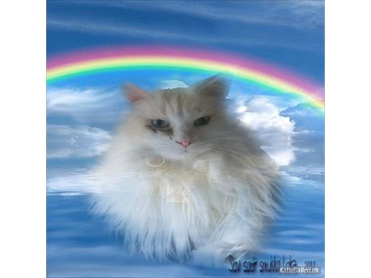 Maine Coon loka R.I.P smukke pige billede 1