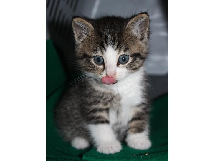 {{currentPhoto.altText}} billede {{currentPhoto.number}}