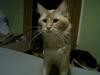 Maine Coon Basse