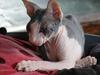 Don Sphynx Omsk
