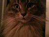 Maine Coon Nila