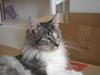 Maine Coon Sus
