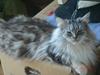 Maine Coon Dushes 