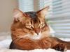 Somali Catika's Let's Go Crazy