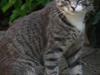 Huskat Merlin